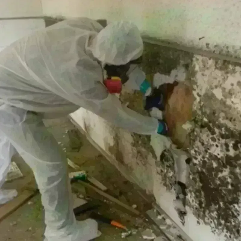 Mold Remediation and Removal in Levant, ME